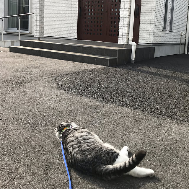 Dahliaさんの実例写真