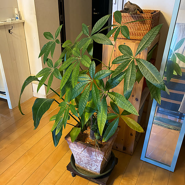 koshiregutyoさんの部屋
