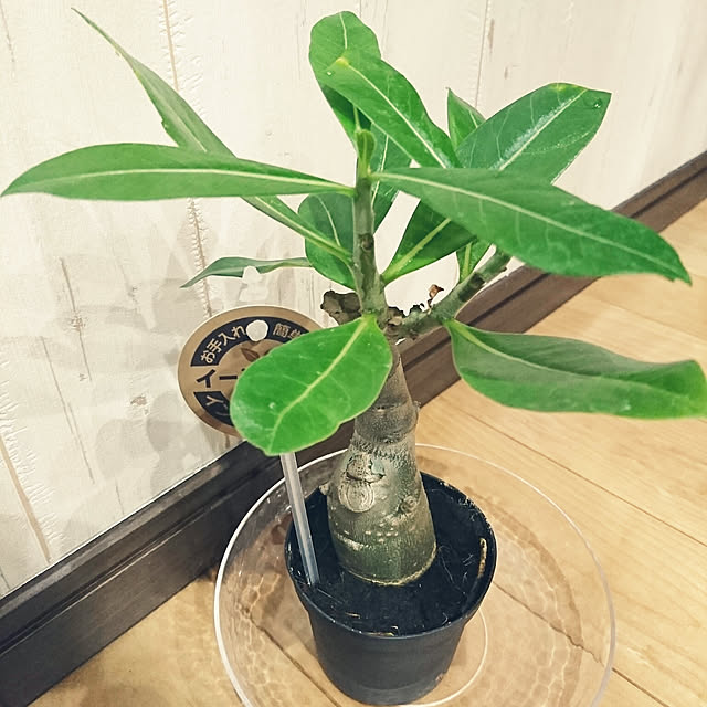 katcaさんの実例写真