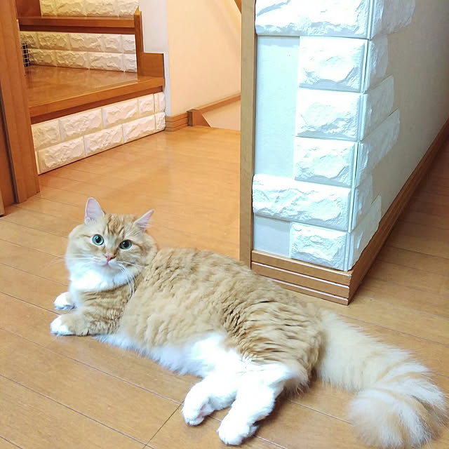 lukeさんの実例写真