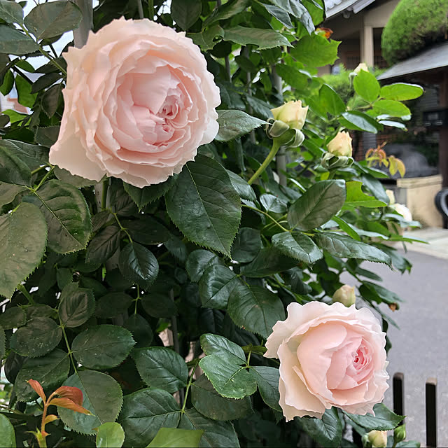 shabbycottage_saoriさんの実例写真