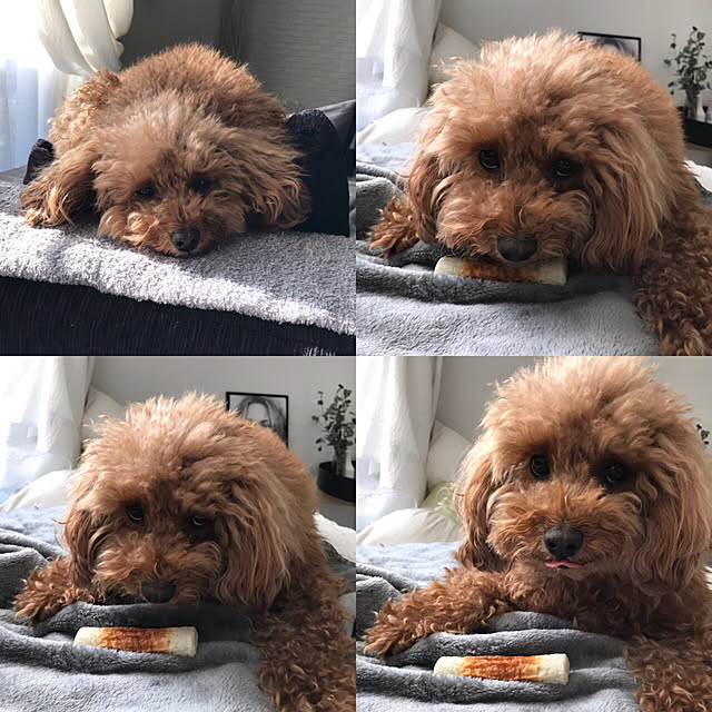 sugarcookieさんの実例写真