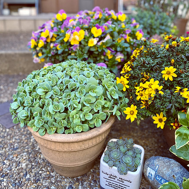 玄関/入り口/ビーダンス/多肉植物のある暮らし/多肉植物/子持ち蓮華お目覚め♡...などのインテリア実例 - 2024-03-27 17:33:59