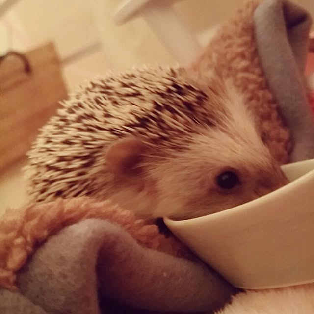 kuruさんの実例写真