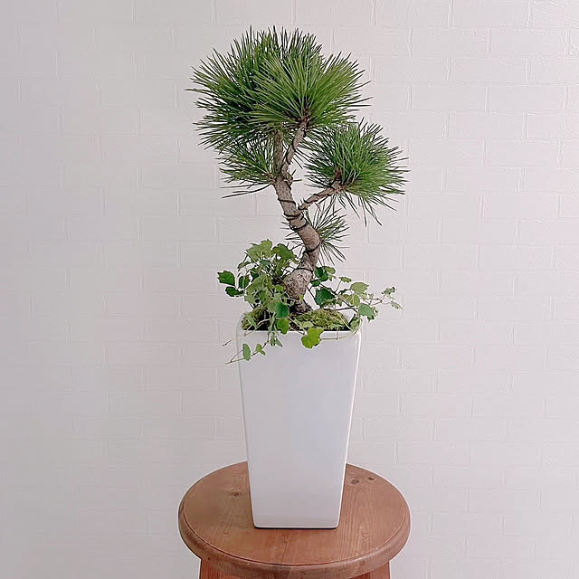 玄関/入り口/鉢植え/観葉植物/開運/松の木...などのインテリア実例 - 2023-08-20 10:50:32