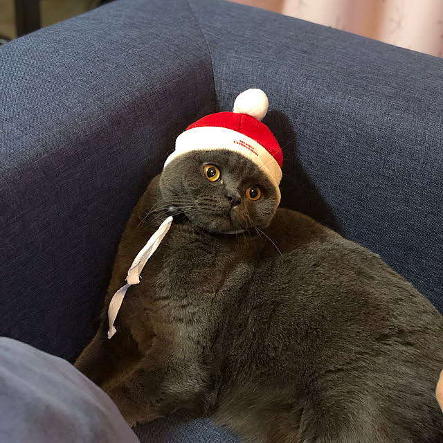 Shojiさんの実例写真