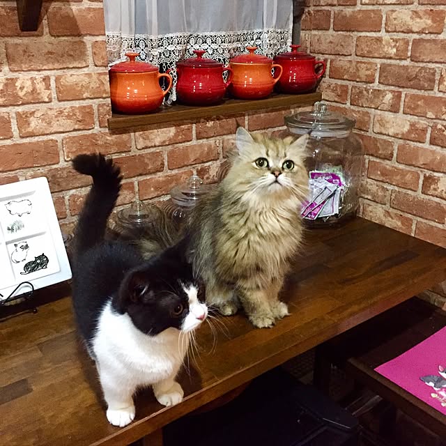butachanさんの実例写真