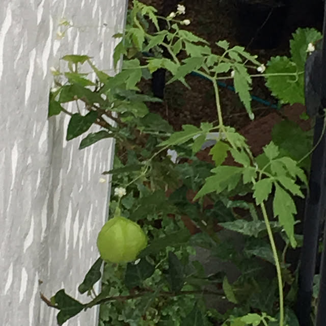 nomnom888さんの実例写真