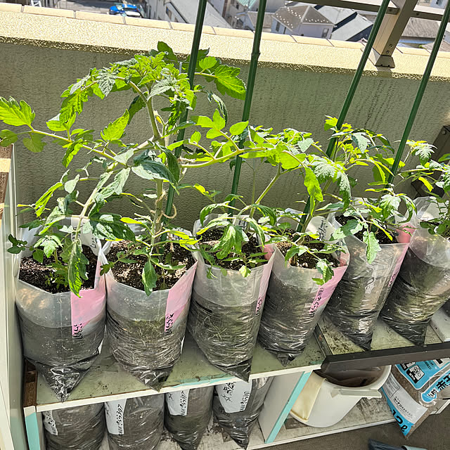 mukitarakoさんの部屋