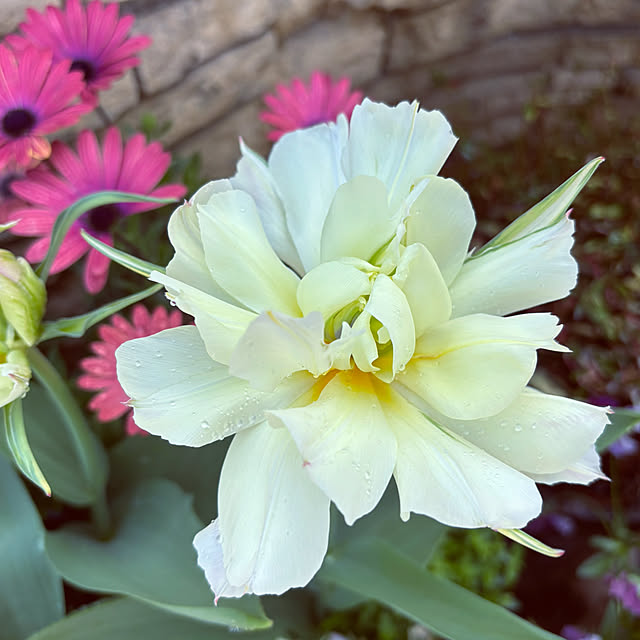 moainanoさんの部屋