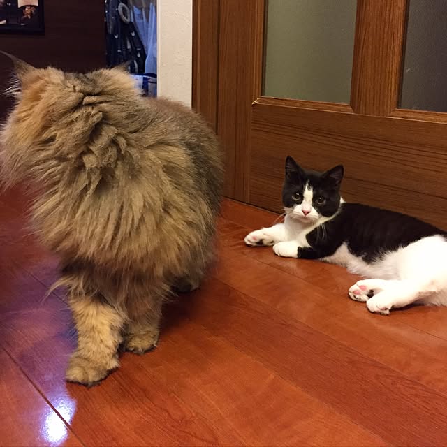 butachanさんの実例写真
