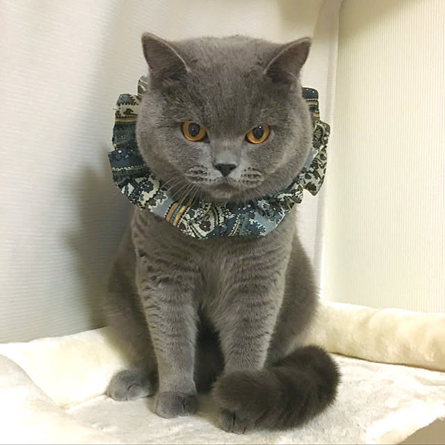 kittyさんの実例写真