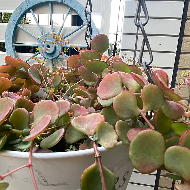 YuuKoさんの実例写真