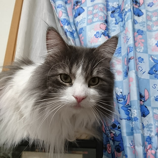 shinobuさんの実例写真