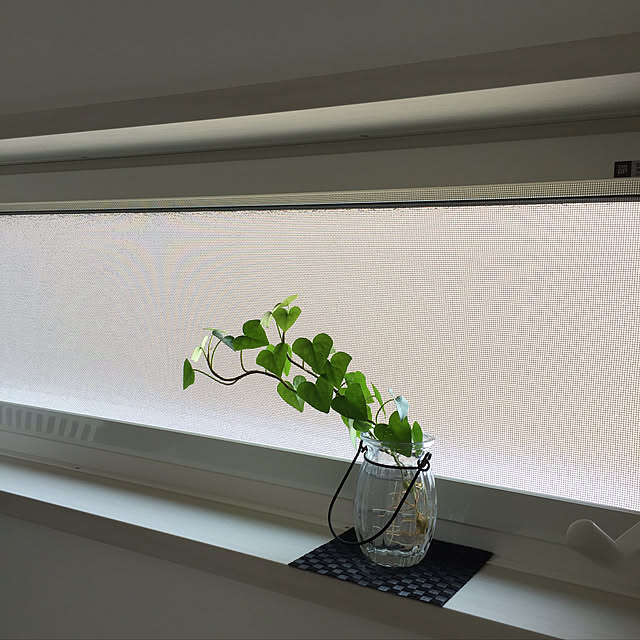 キッチン/観葉植物/100均のインテリア実例 - 2017-07-22 11:55:43