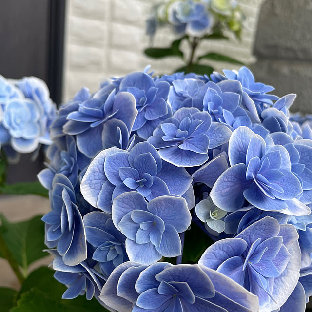 kuikoさんの部屋