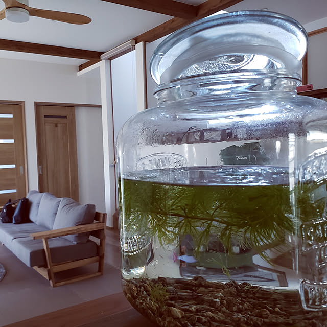 棚/メダカのいる暮らし/メダカの水槽/ボトルアクアリウム/稚魚用...などのインテリア実例 - 2021-09-14 20:41:50