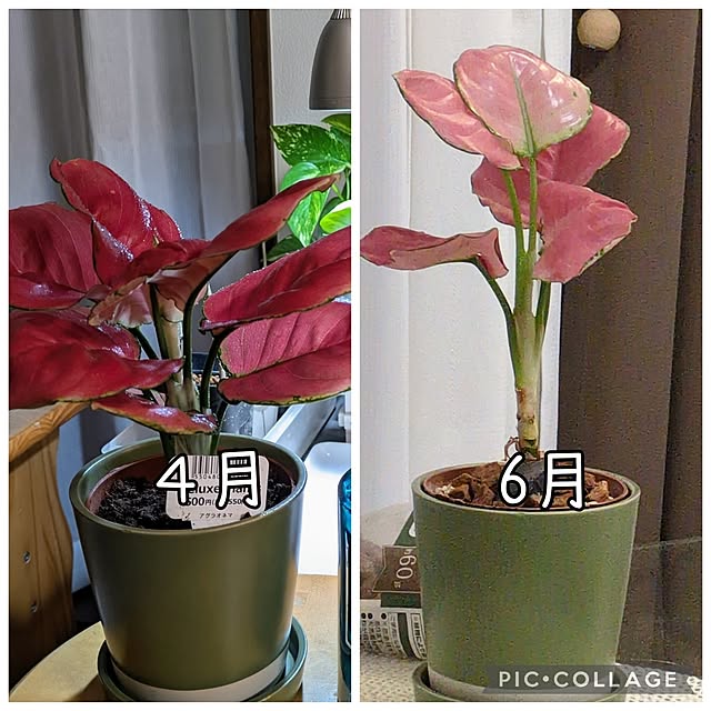 mi-saさんの部屋