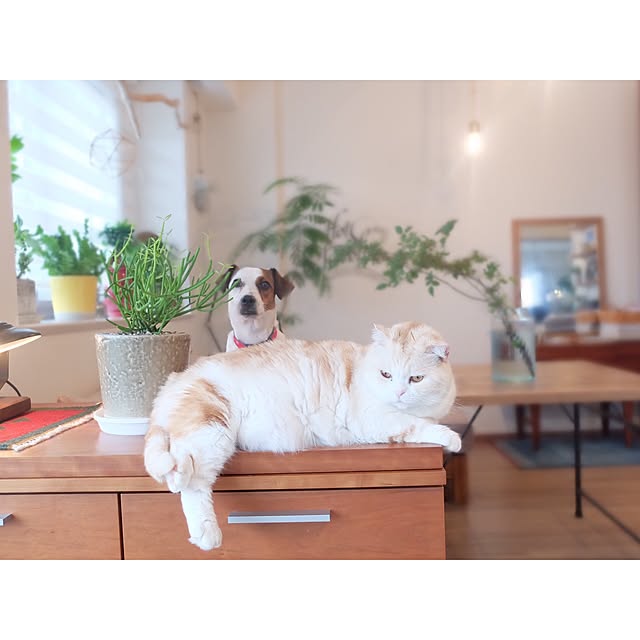 hara0707さんの実例写真