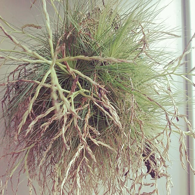 Plantexhibitionhallさんの実例写真