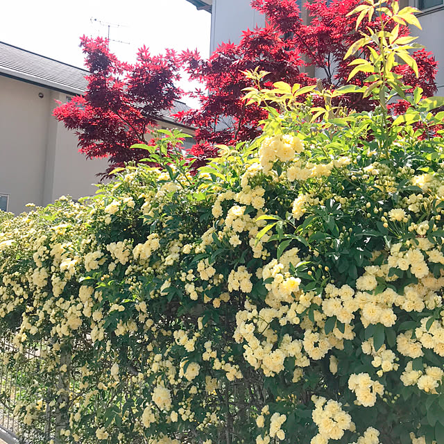 portulacaさんの実例写真