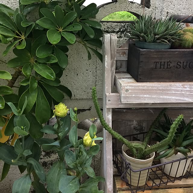 coraruさんの実例写真