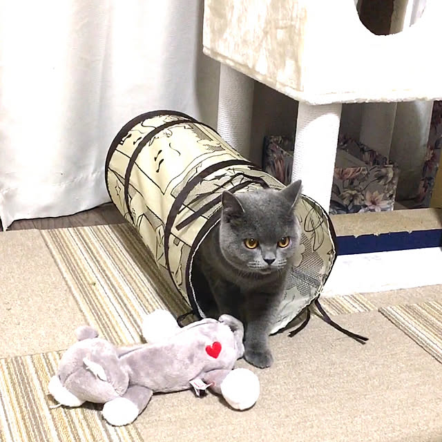 kittyさんの実例写真