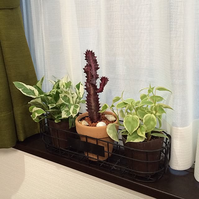 Mi-chonさんの実例写真