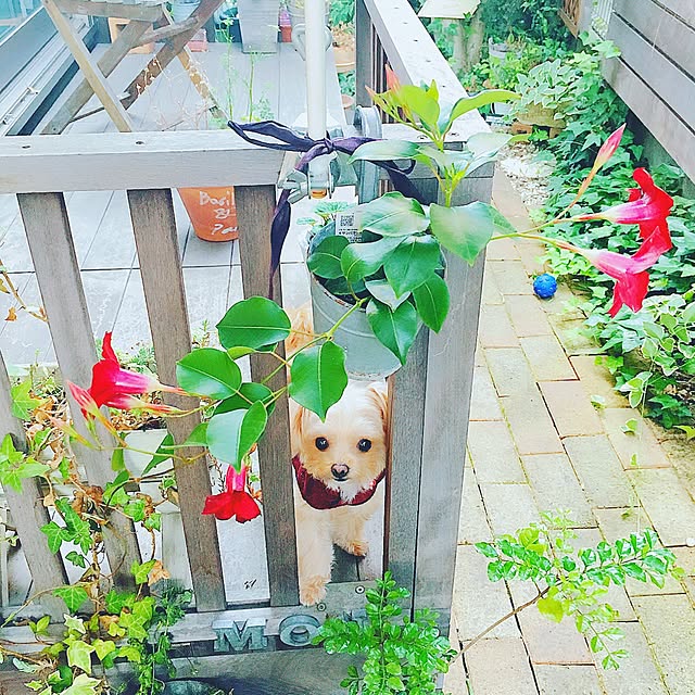 risaさんの実例写真