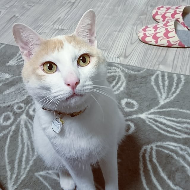 Ayaさんの実例写真