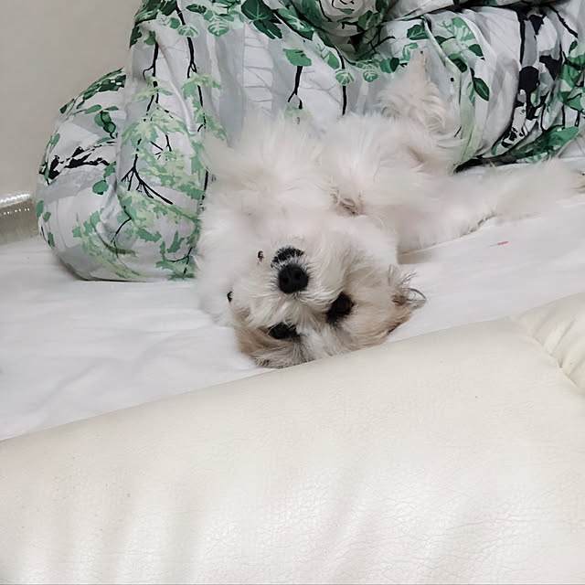 harukatomeruさんの実例写真