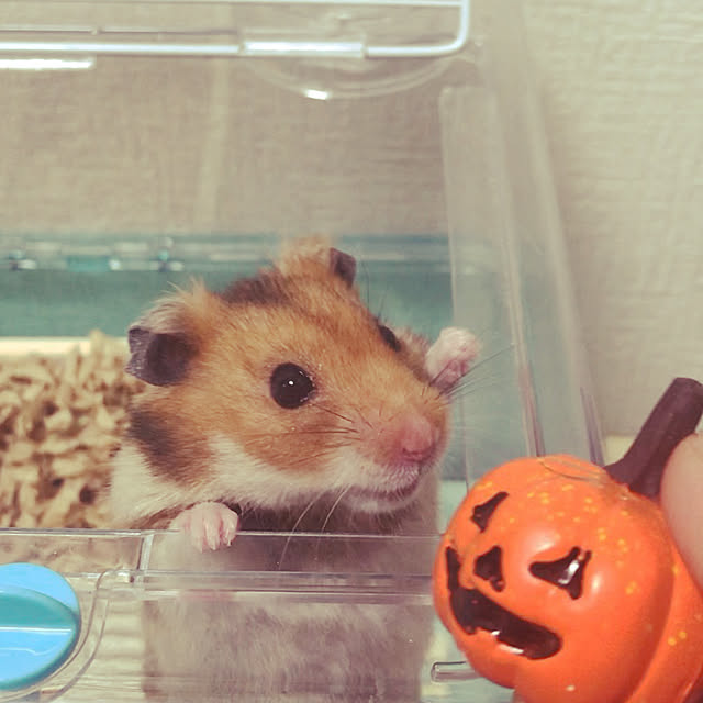 tanumaさんの実例写真