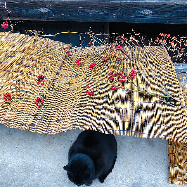 mama-mammothさんの実例写真