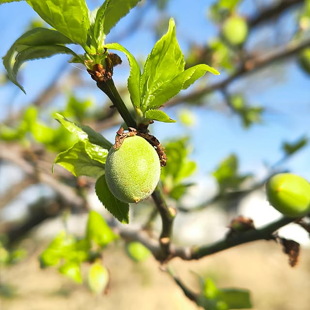 Rubiconさんの実例写真