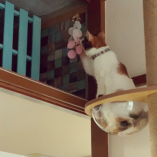 saoさんの実例写真
