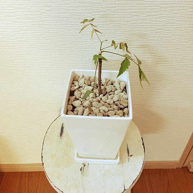 Mさんの実例写真
