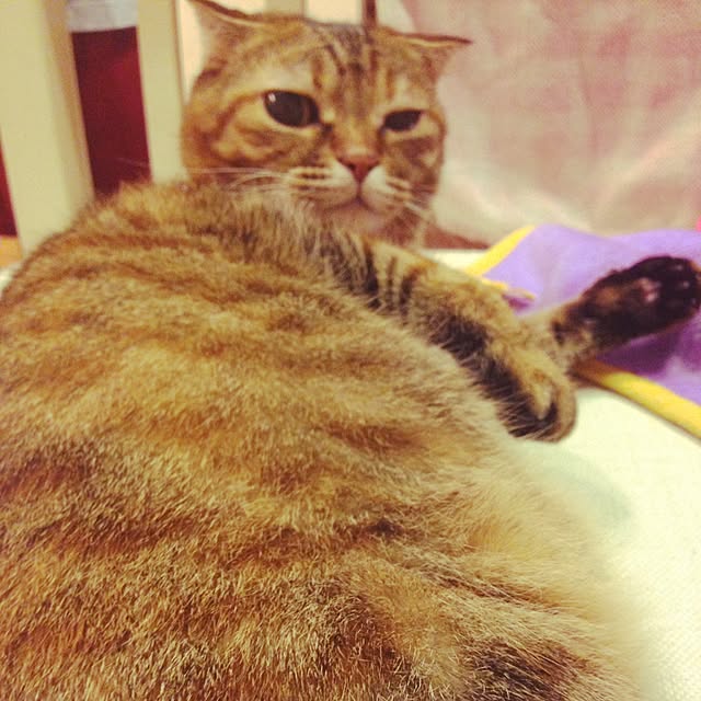 Y.Gさんの実例写真