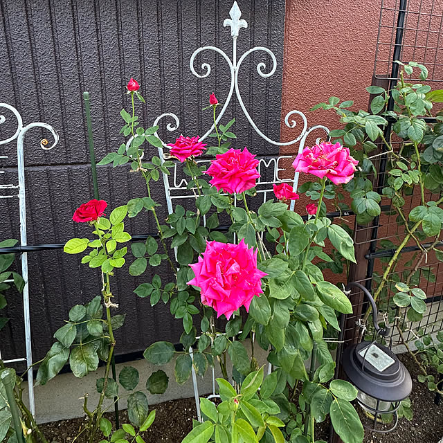RoseLife5818さんの部屋