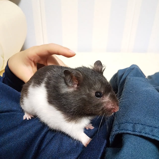 yukieさんの実例写真