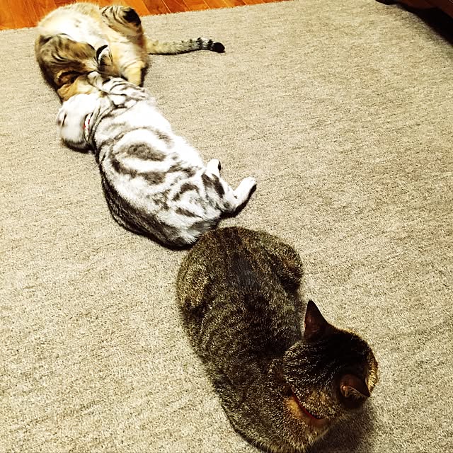 実例写真