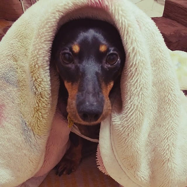 korohukumamanさんの実例写真