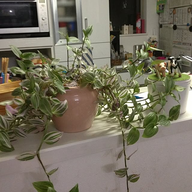 キッチン/植物のインテリア実例 - 2012-11-03 20:57:01