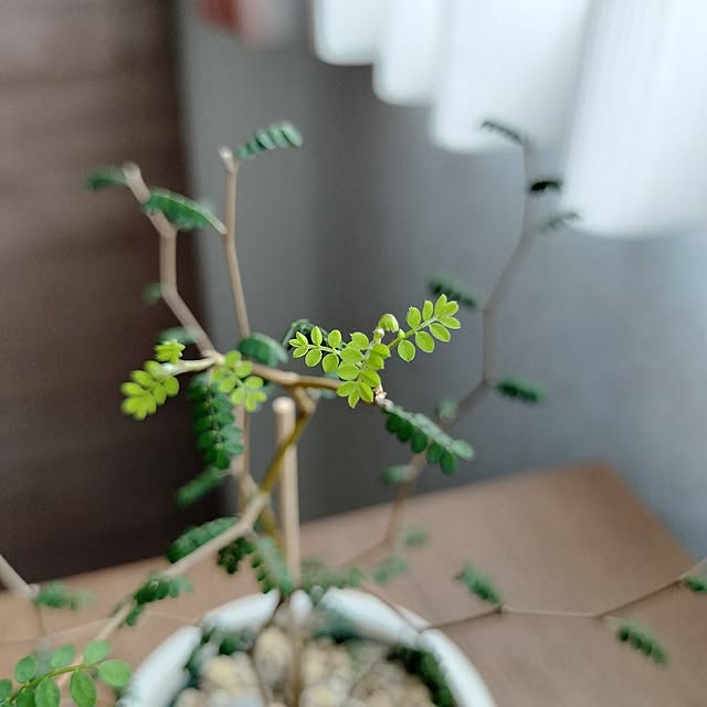 pecoさんの部屋