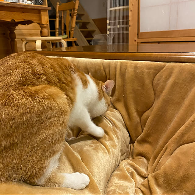 senbei.sakuramochiさんの実例写真
