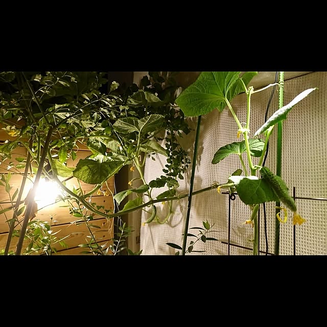 NKGardenさんの実例写真