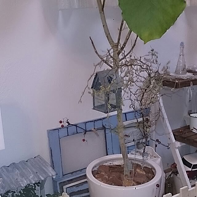 yuyuさんの実例写真
