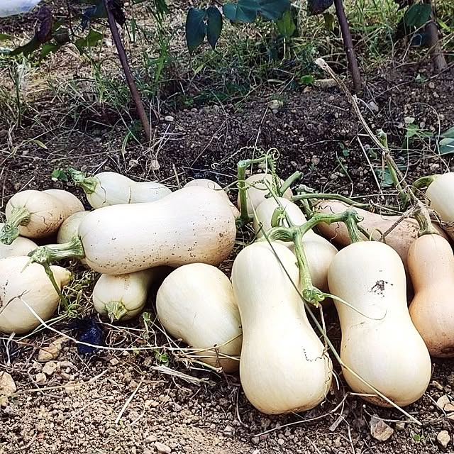 planteaさんの実例写真