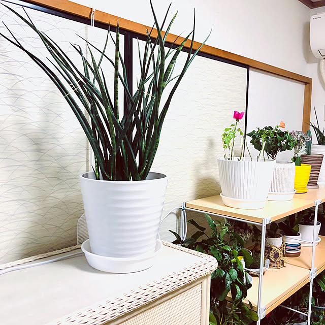 hanachanさんの部屋