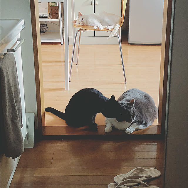 toufuさんの実例写真