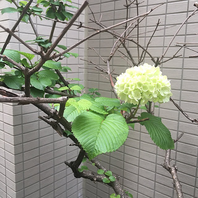 happy-sachiさんの実例写真